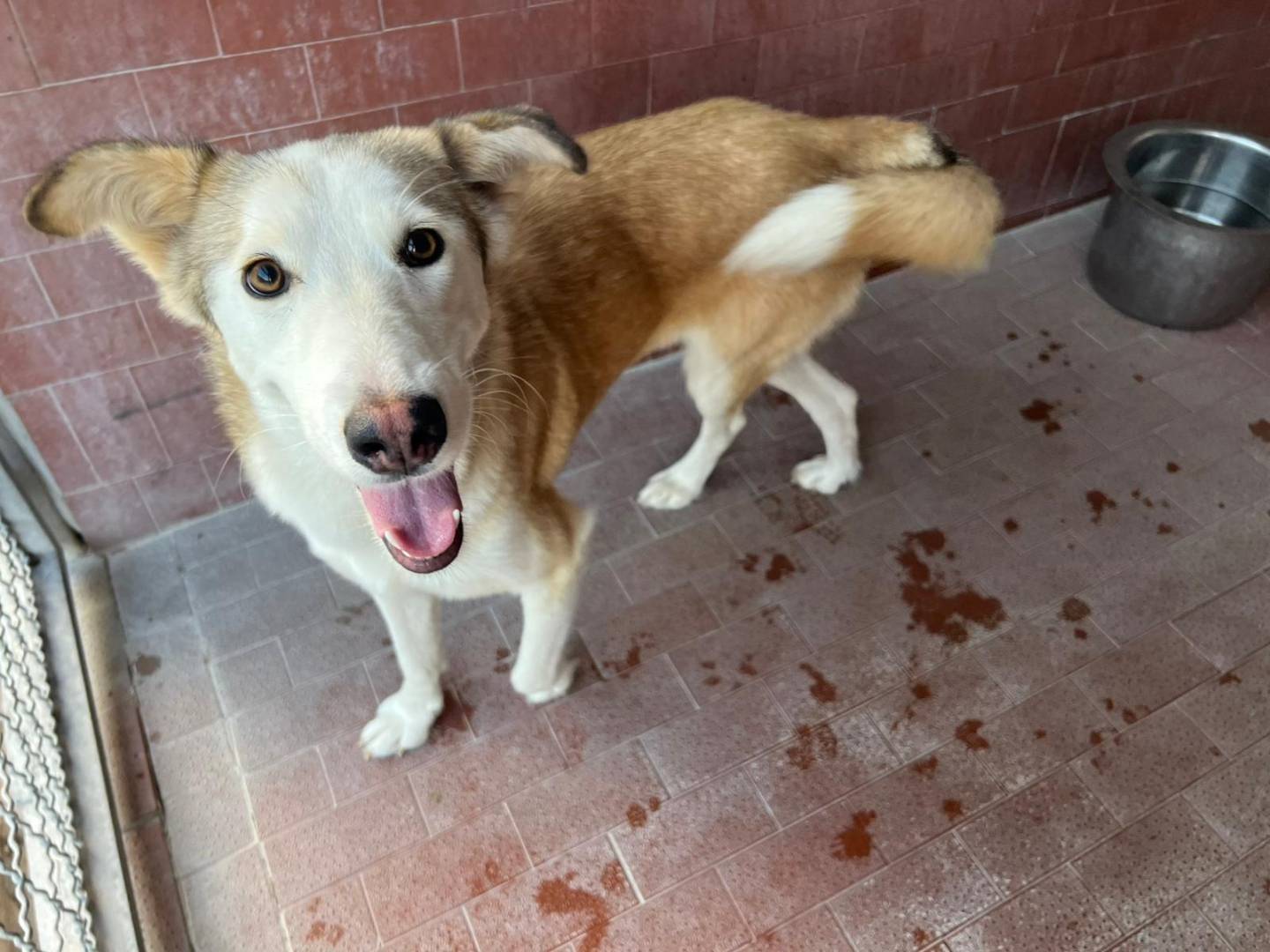 Adozione cane, femmina, Razza sconosciuta Razza sconosciuta, 1 anno e 3 mesi, taglia piccola, Milano