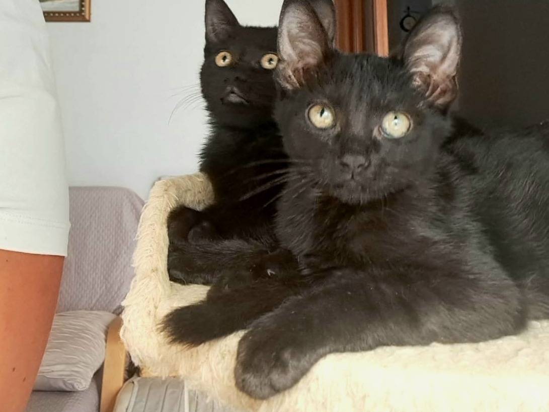 Adozione gatto, femmina, Razza sconosciuta Razza sconosciuta, 3 mesi, taglia non valida, Taranto