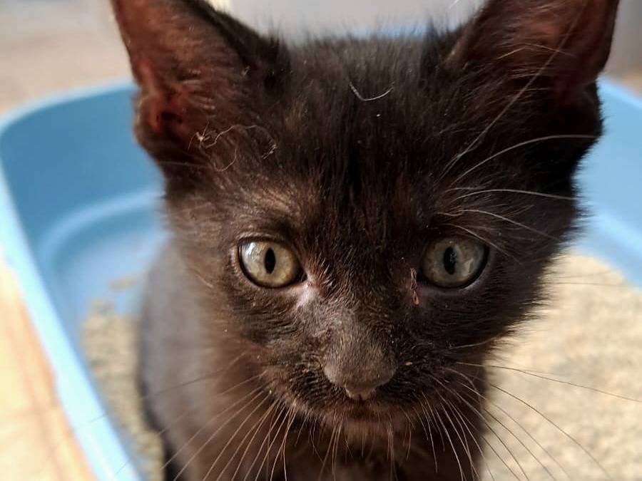 Adotta un gatto, taglia non valida, femmina, Taranto