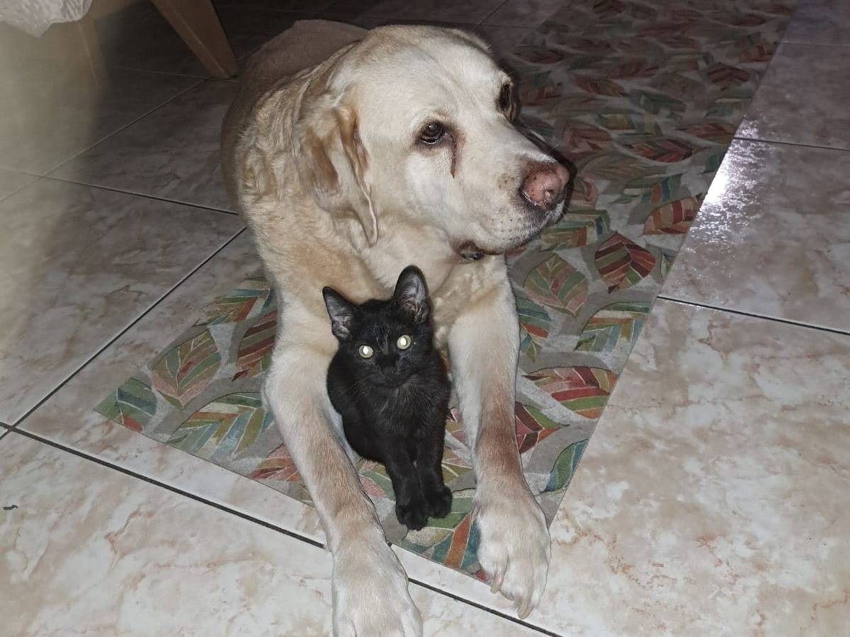 Vuoi adottare un gatto a Taranto?