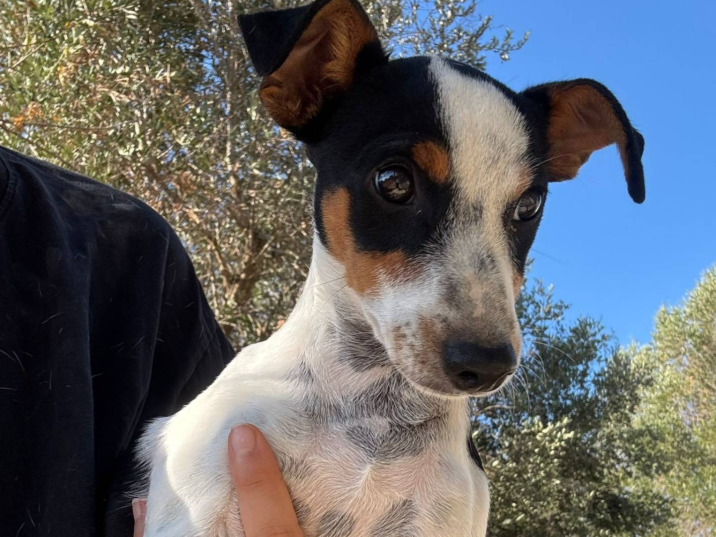Adozione cane, maschio, Jack Russell Terrier Razza sconosciuta, 5 mesi, taglia piccola, Taranto