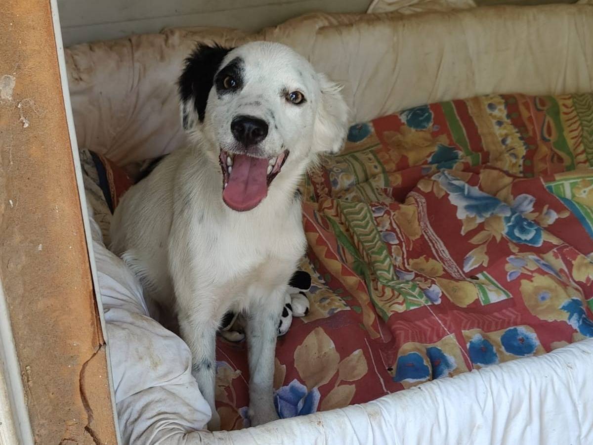 Adozione cane, femmina, Razza sconosciuta Razza sconosciuta, 7 mesi, taglia piccola, Taranto