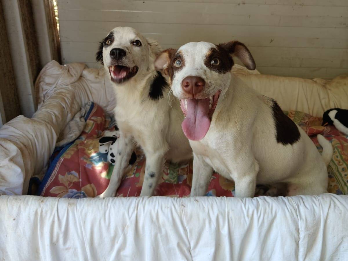 Adotta un cane, femmina, 7 mesi, Taranto