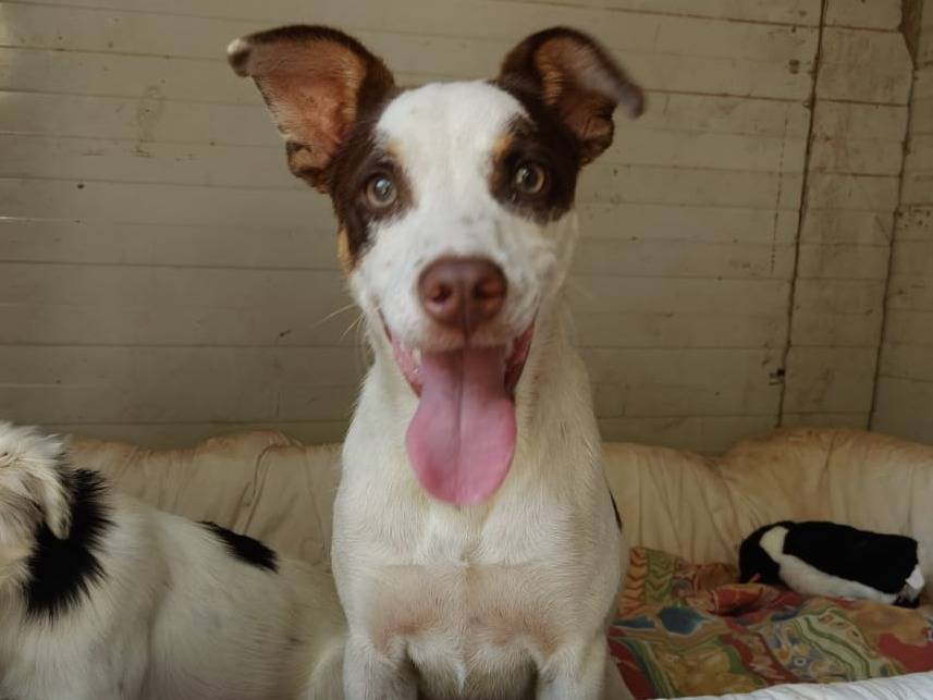 Adozione cane, maschio, Razza sconosciuta Razza sconosciuta, 7 mesi, taglia piccola, Taranto