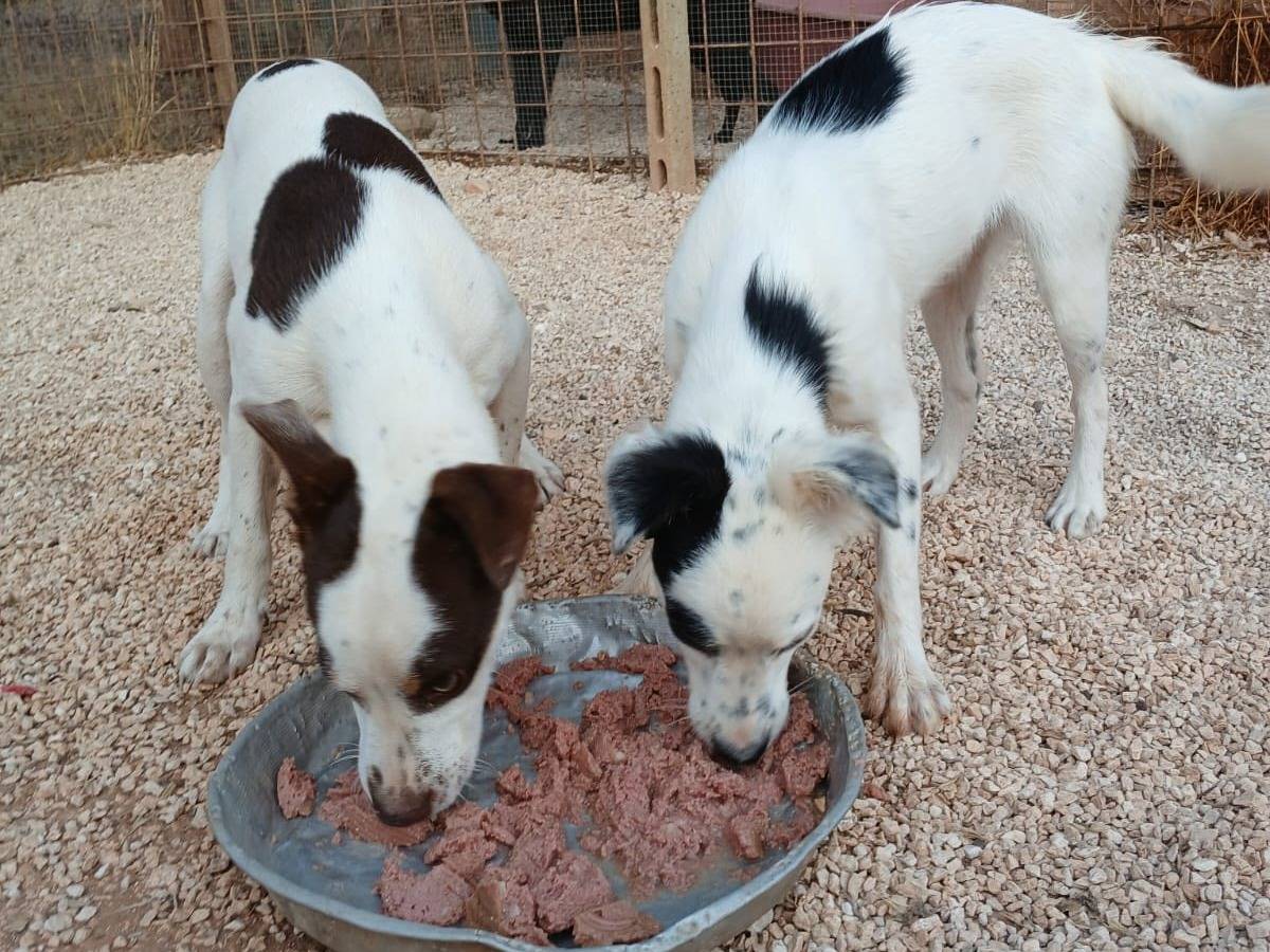 Adotta un cane, maschio, 7 mesi, Taranto