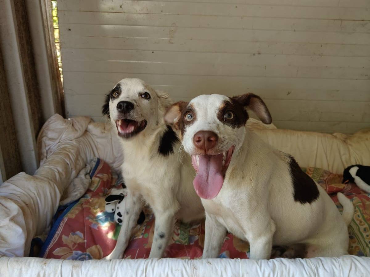 Adotta un cane, taglia piccola, maschio, Taranto
