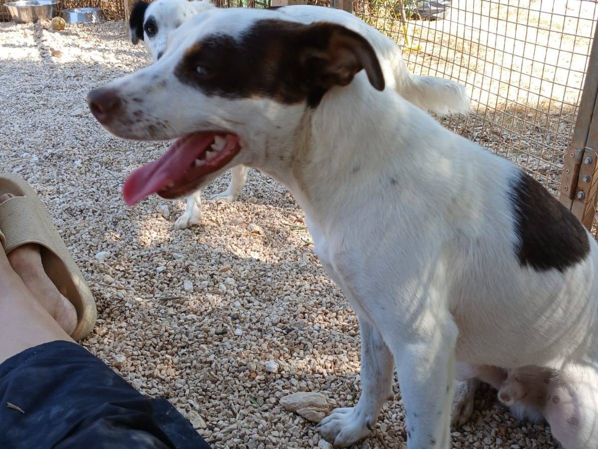 Vuoi adottare un cane a Taranto?