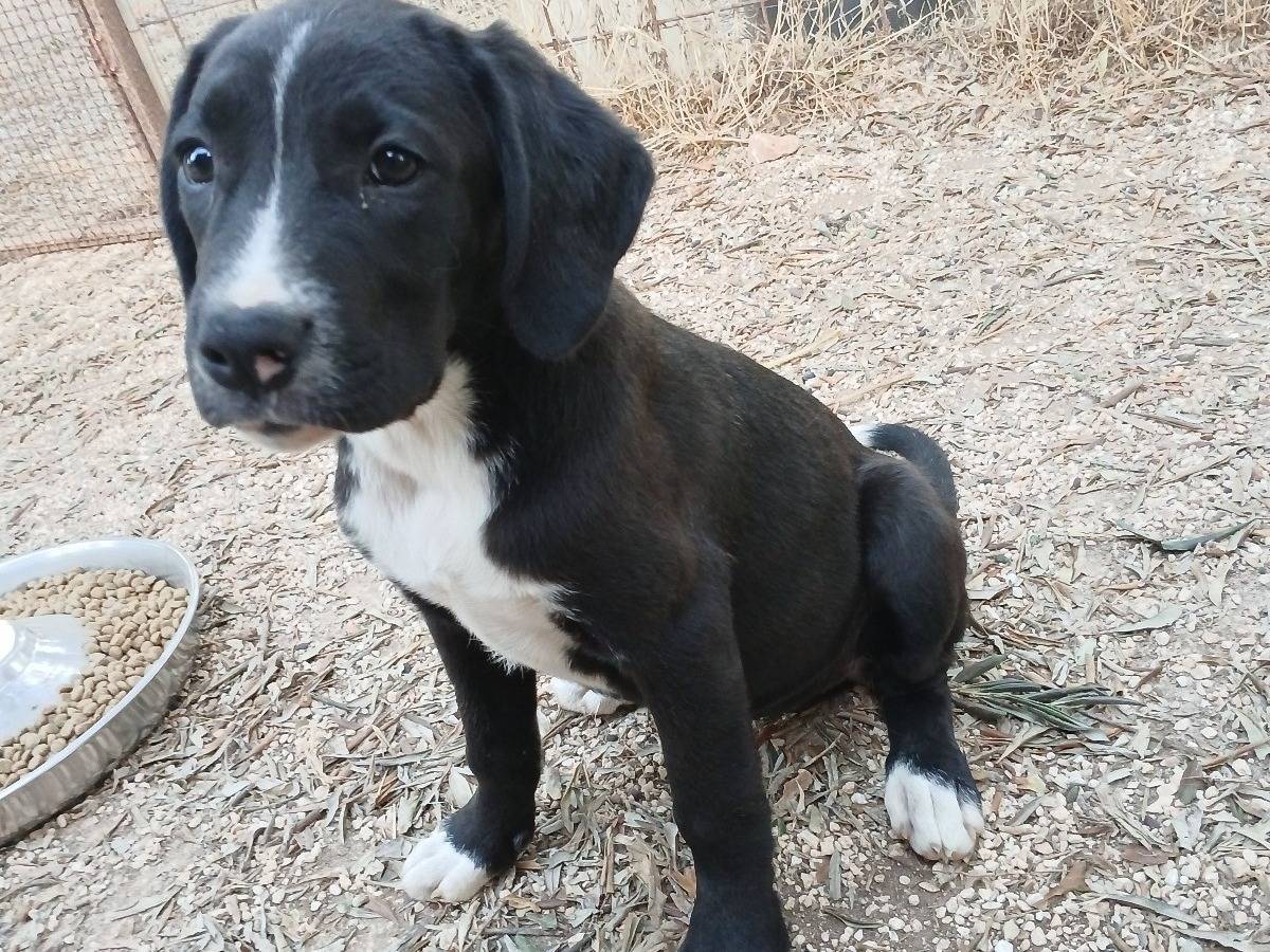 Adozione cane, femmina, Razza sconosciuta Razza sconosciuta, 5 mesi, taglia media contenuta, Taranto