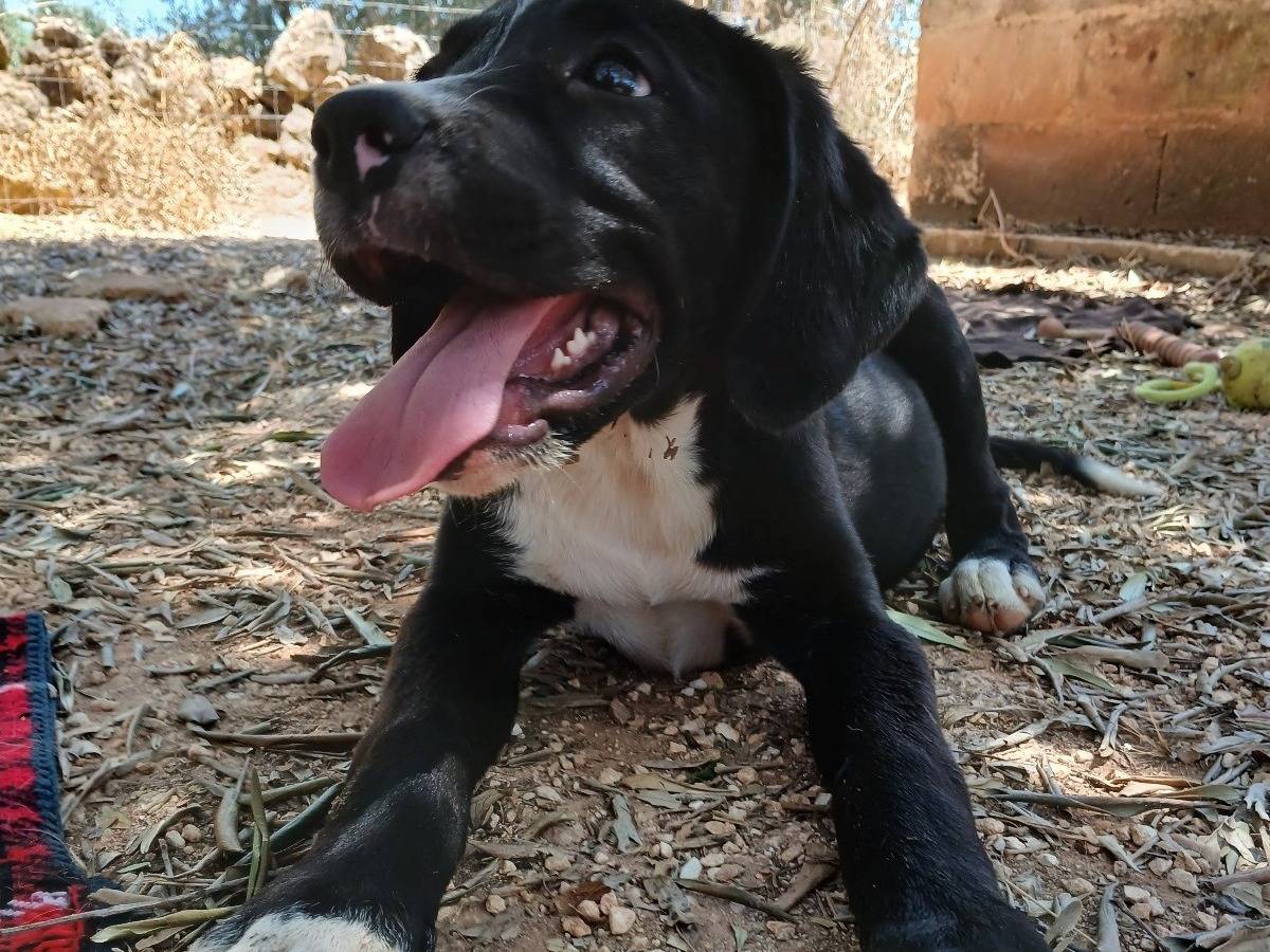 Adotta un cane, femmina, 5 mesi, Taranto