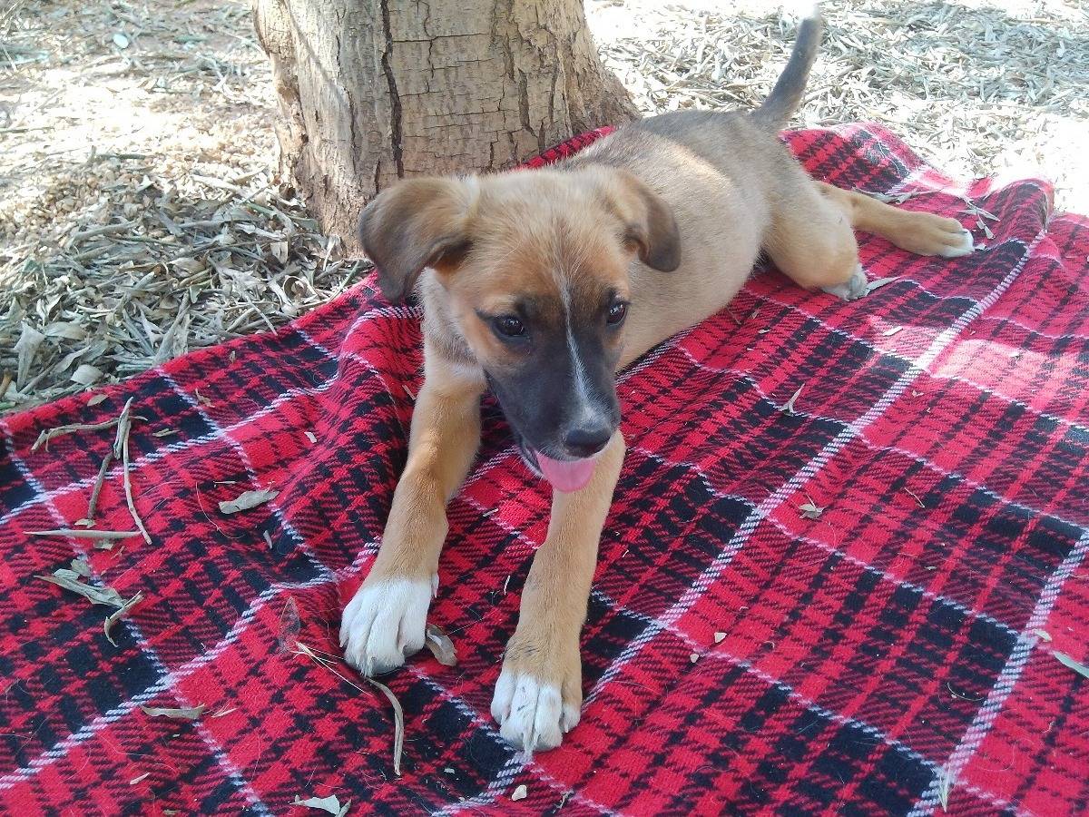 Adozione cane, femmina, Razza sconosciuta Razza sconosciuta, 6 mesi, taglia media contenuta, Taranto
