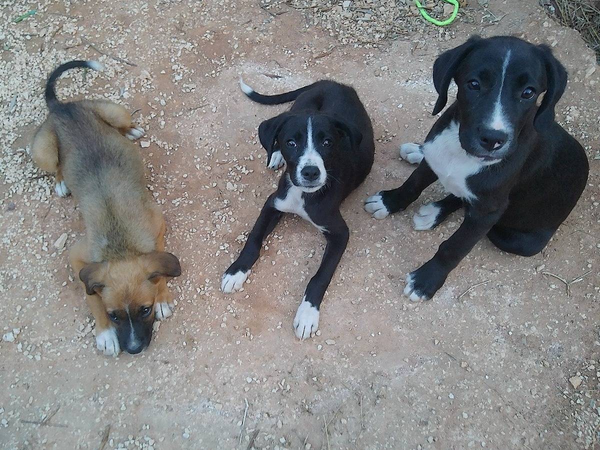 Adotta un cane, femmina, 6 mesi, Taranto