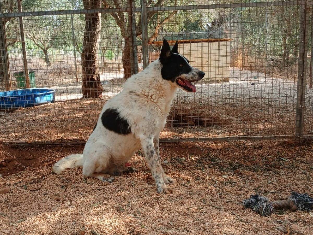 Adotta un cane, maschio, 8 anni e 3 mesi, Taranto