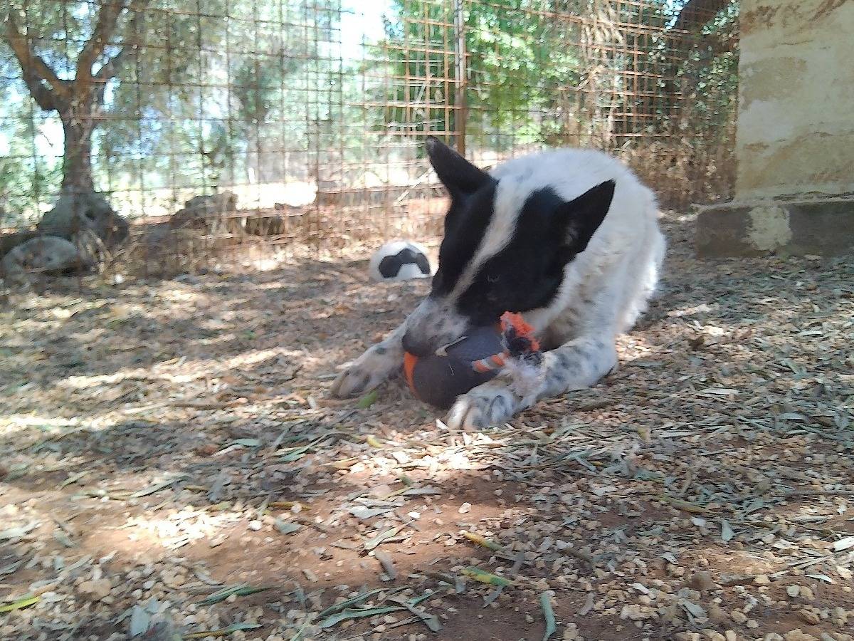 Adotta un cane, taglia media, maschio, Taranto