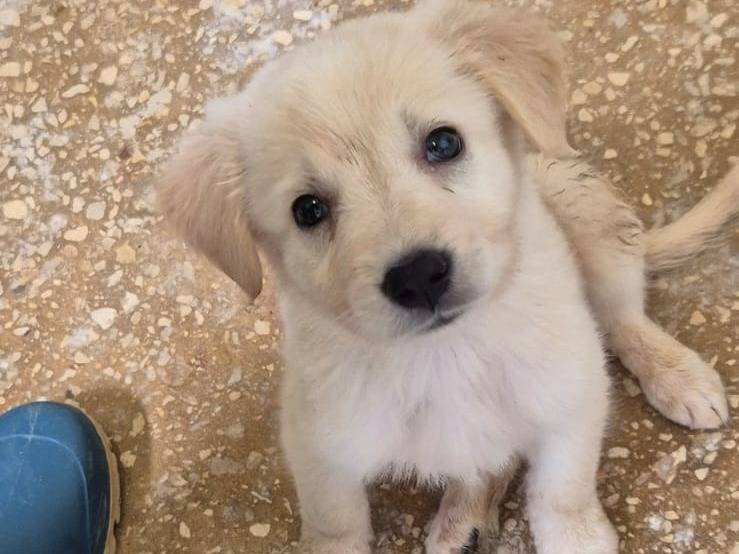 Adozione cane, maschio, Pastore maremmano Razza sconosciuta, 2 mesi, taglia grande, Ragusa