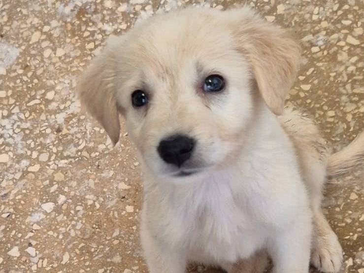 Adotta un cane, maschio, 2 mesi, Ragusa