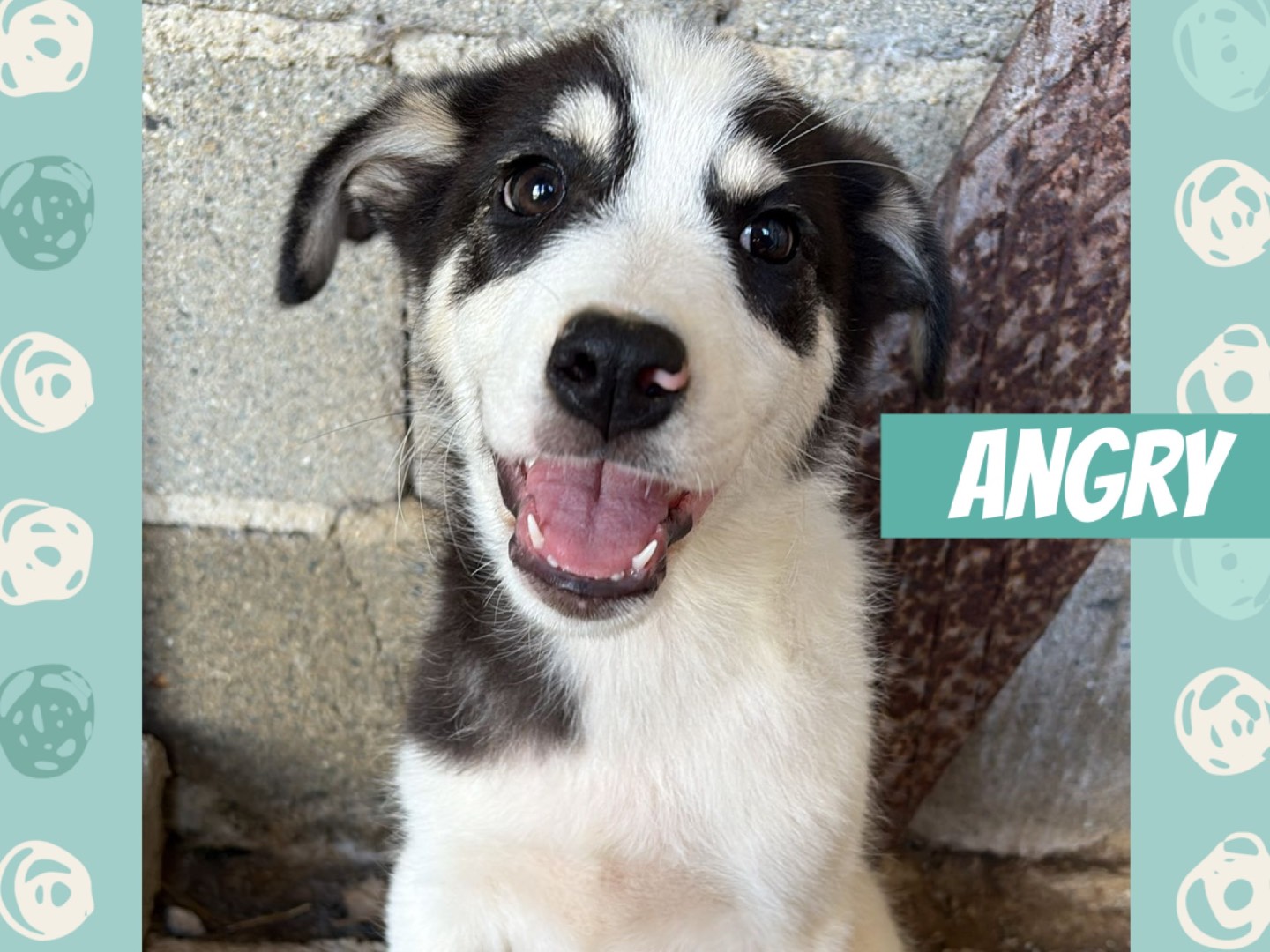 Adozione cane, maschio, Razza sconosciuta Razza sconosciuta, 4 mesi, taglia media contenuta, Catanzaro