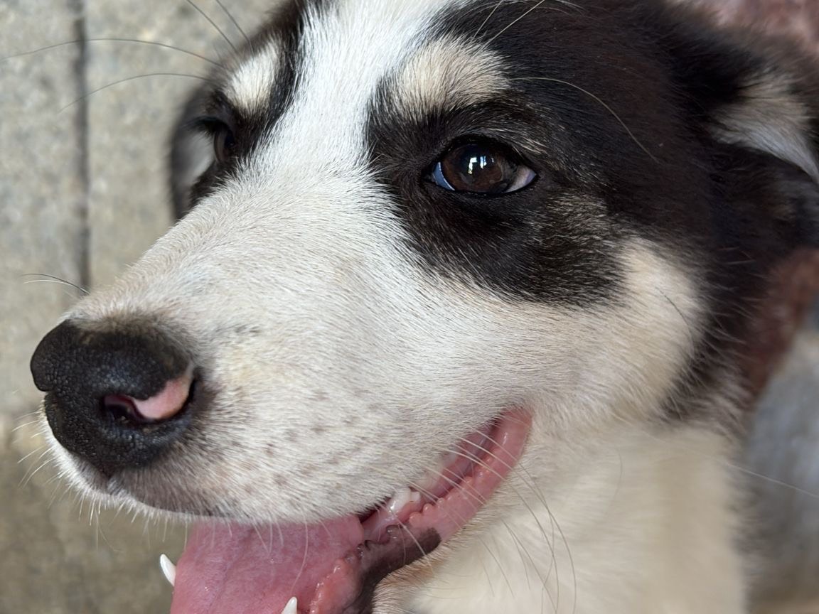 Adotta un cane, maschio, 4 mesi, Catanzaro