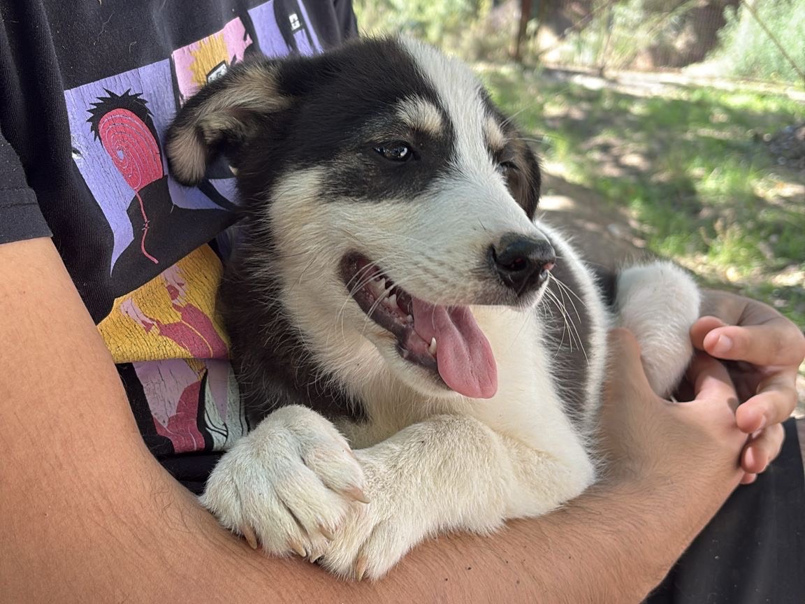 Vuoi adottare un cane a Catanzaro?