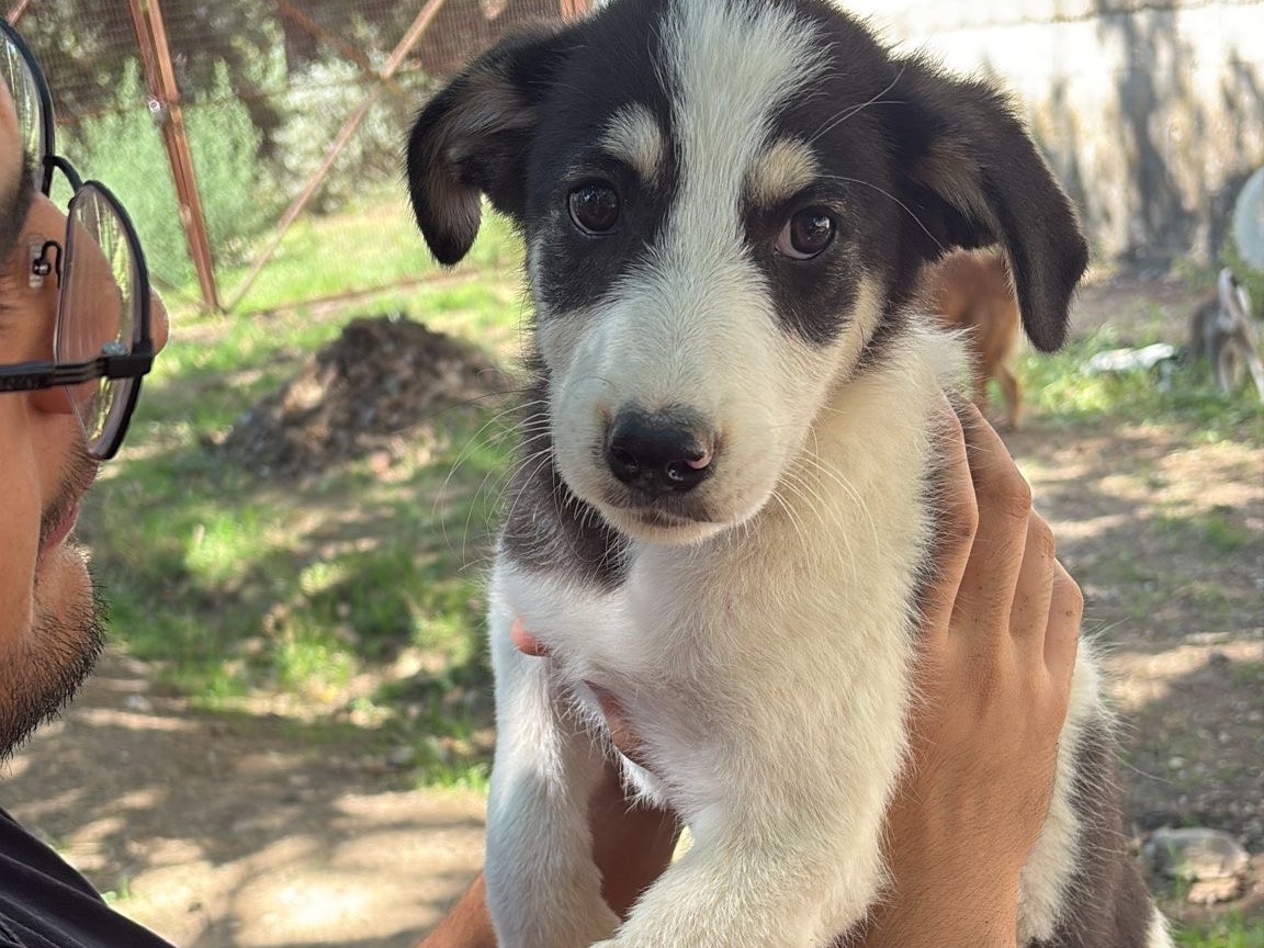 Adotta il cane Angry a Catanzaro