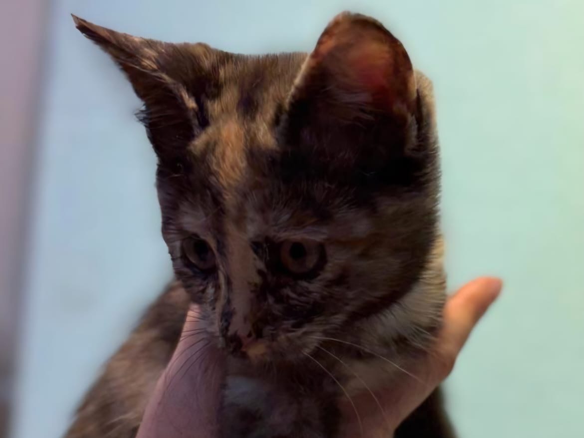 Adozione gatto, femmina, Razza sconosciuta Razza sconosciuta, 2 mesi, taglia non valida, Lecco