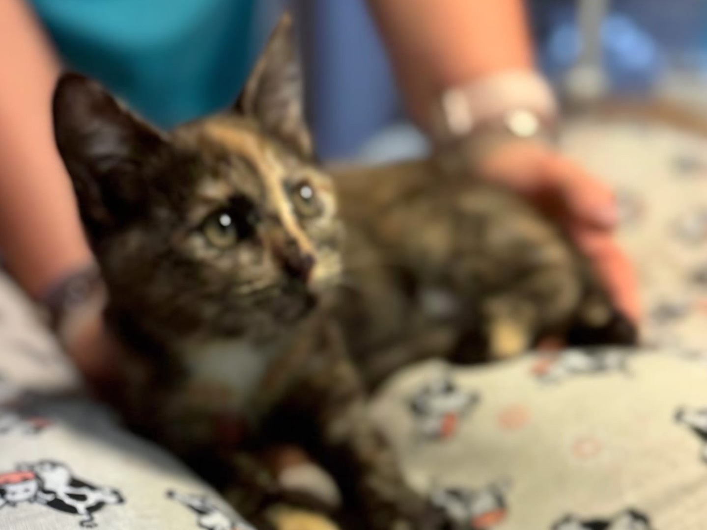 Adotta un gatto, femmina, 2 mesi, Lecco