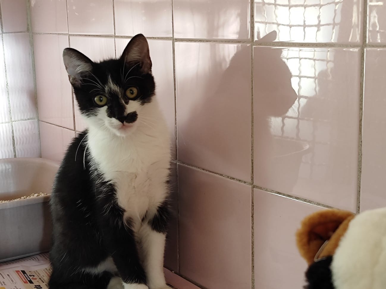 Adotta un gatto, maschio, 4 mesi, Milano