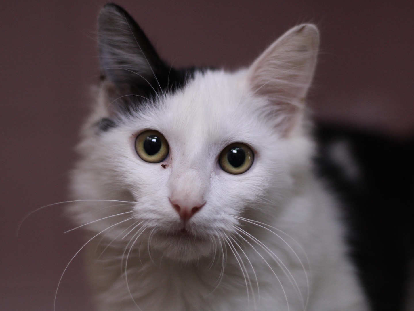 Adozione gatto, maschio, Razza sconosciuta Razza sconosciuta, 4 mesi, taglia non valida, Milano