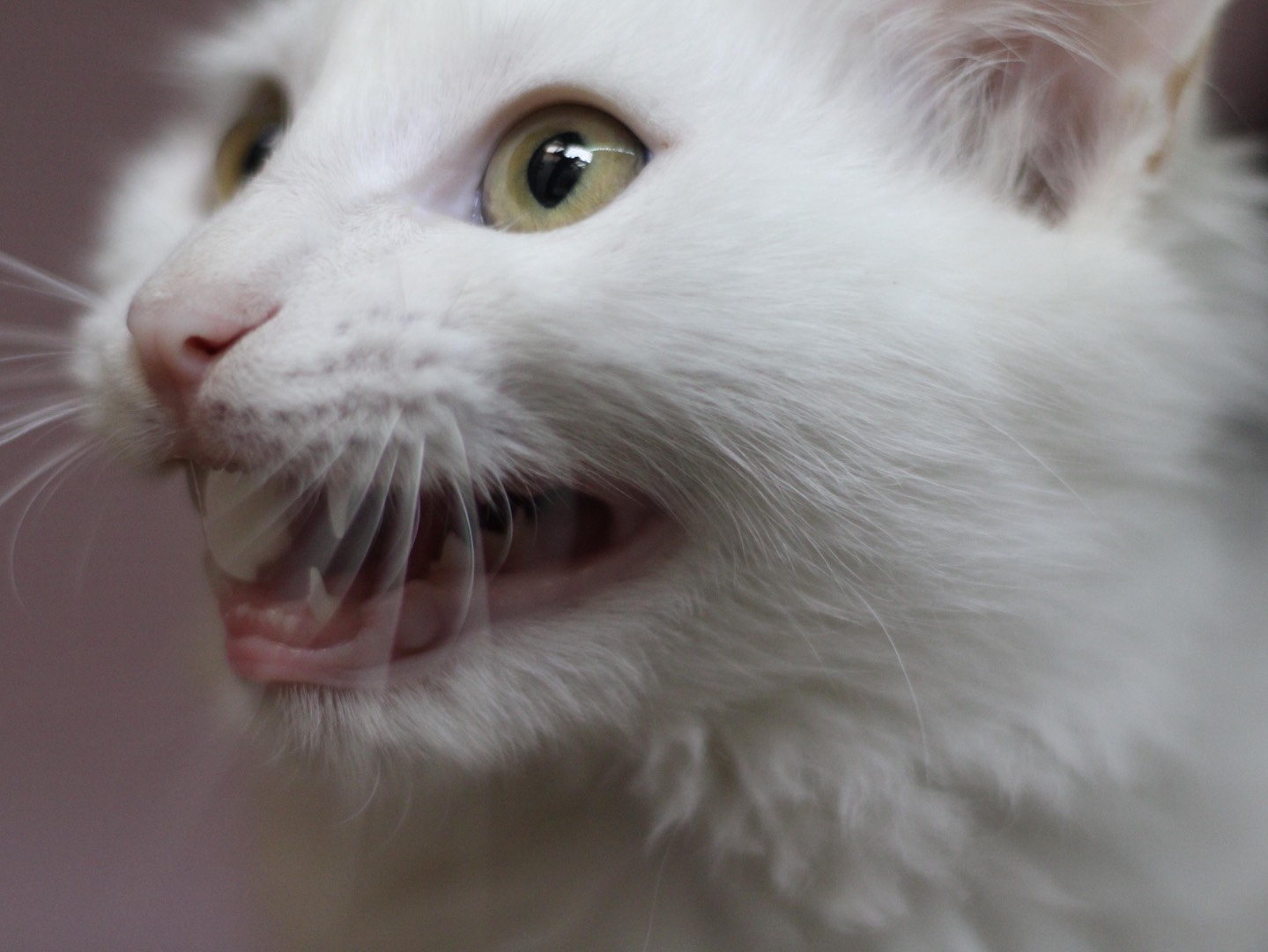 Adotta un gatto, maschio, 4 mesi, Milano