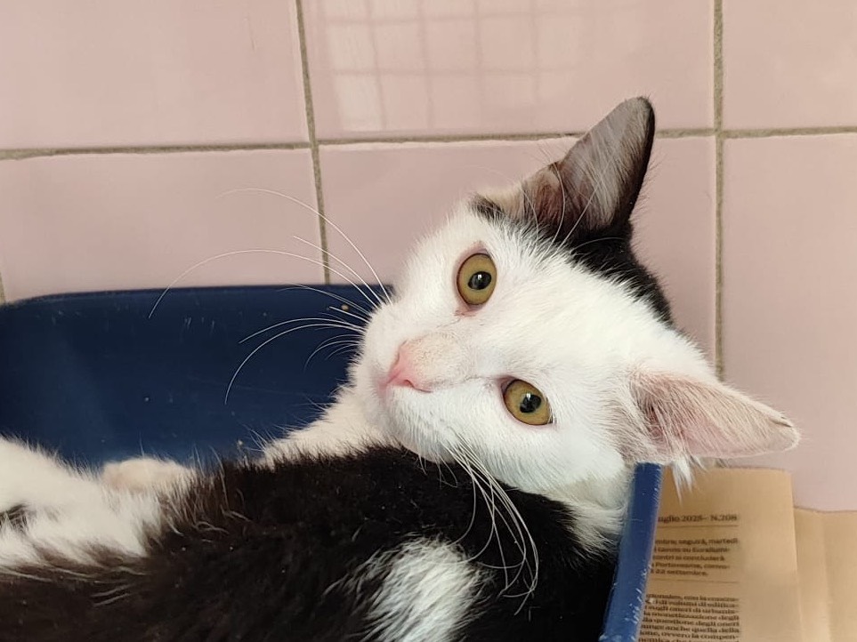 Adotta un gatto, taglia non valida, maschio, Milano