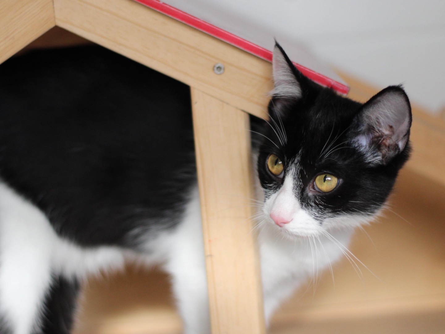 Adozione gatto, femmina, Razza sconosciuta Razza sconosciuta, 5 mesi, taglia non valida, Milano