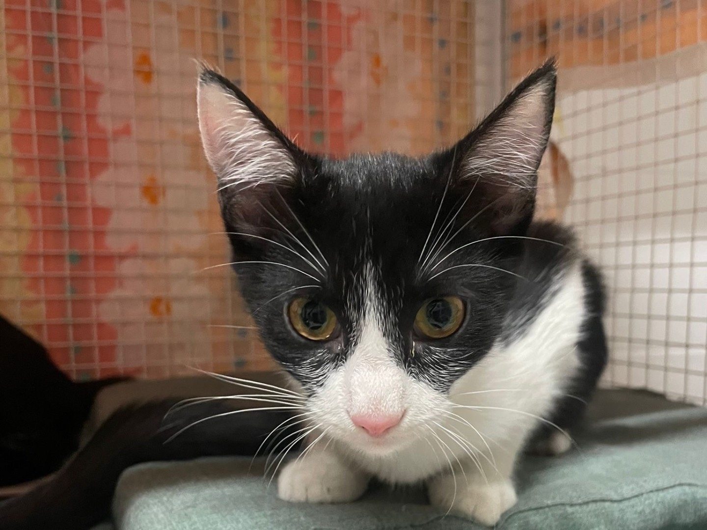 Adotta un gatto, taglia non valida, femmina, Milano