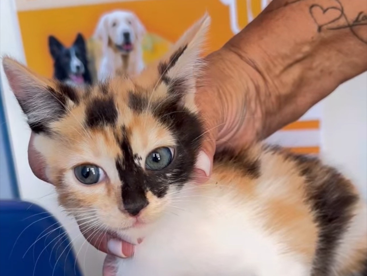 Adozione gatto, femmina, Razza sconosciuta Razza sconosciuta, 2 mesi, taglia non valida, Milano