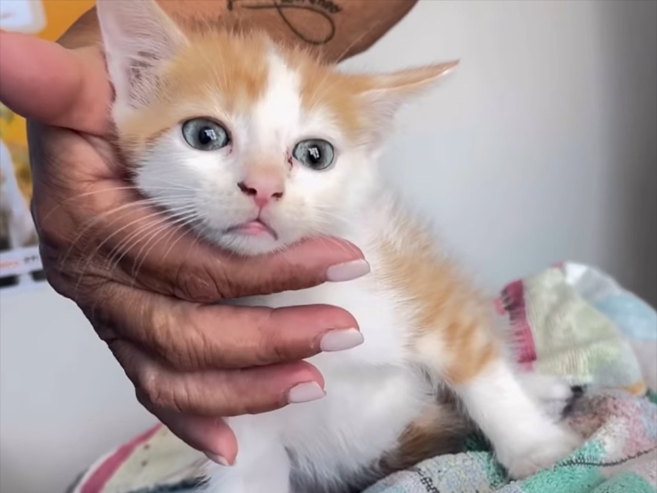 Adozione gatto, maschio, Razza sconosciuta Razza sconosciuta, 2 mesi, taglia non valida, Milano
