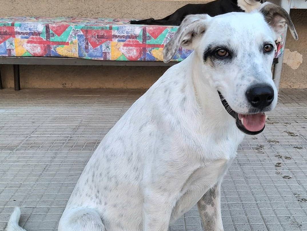Vuoi adottare un cane a Palermo?