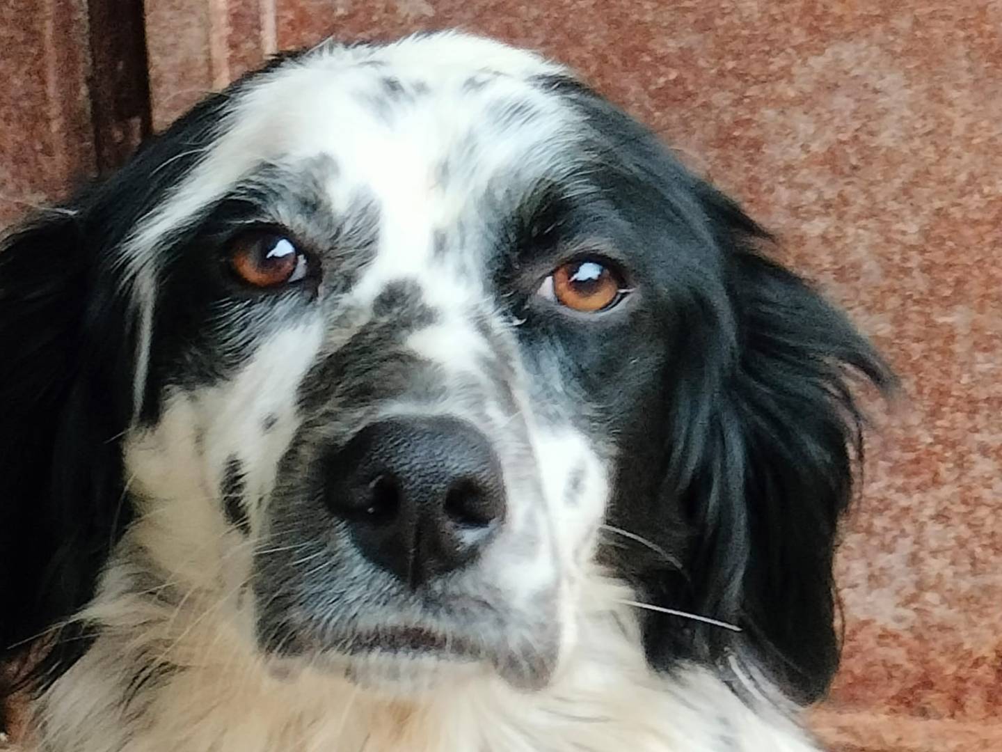 Adozione cane, maschio, Setter Inglese Razza sconosciuta, 1 anno e 10 mesi, taglia media, Frosinone
