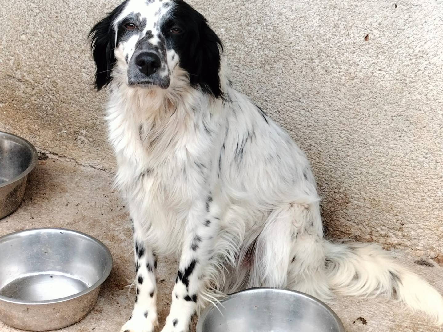 Adotta un cane, maschio, 1 anno e 10 mesi, Frosinone