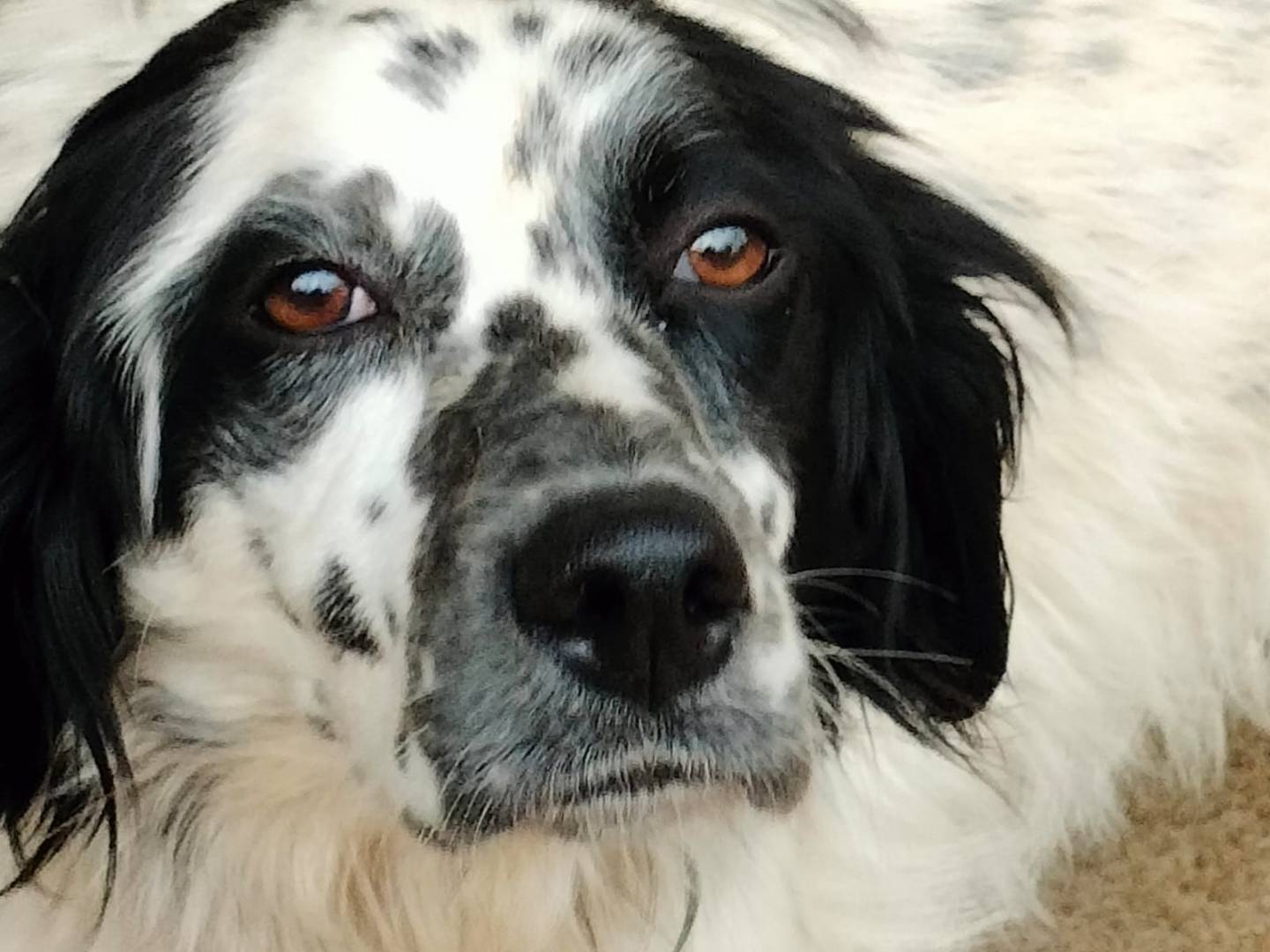 Adotta un cane, taglia media, maschio, Frosinone