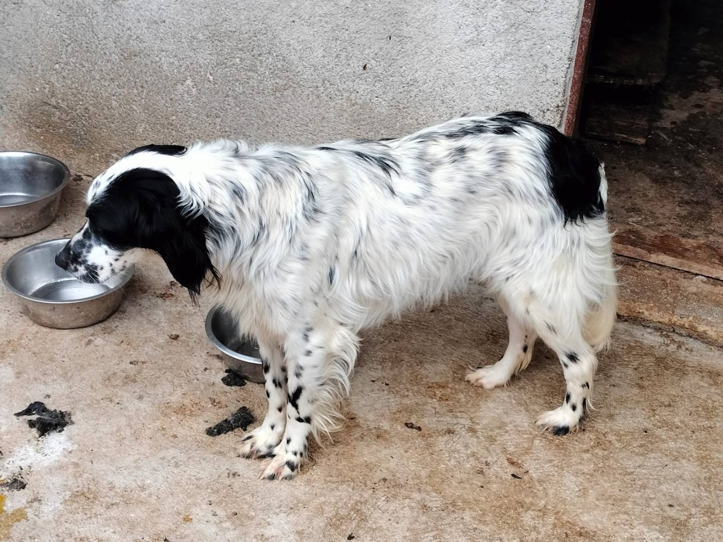 Vuoi adottare un cane a Frosinone?