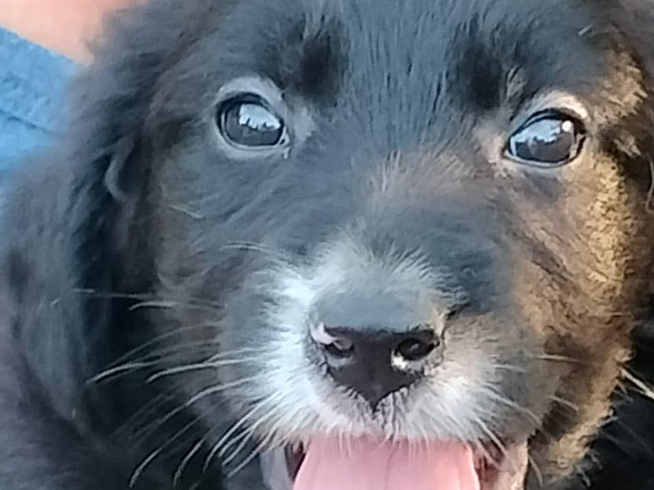 Adotta il cane Ghali a Frosinone