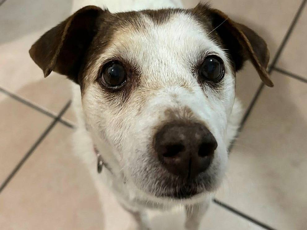 Adozione cane, maschio, Razza sconosciuta Razza sconosciuta, 13 anni e 3 mesi, taglia piccola, Teramo