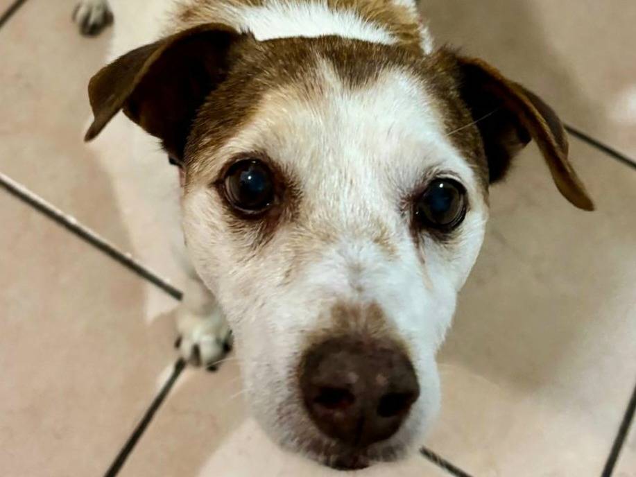 Adotta un cane, maschio, 13 anni e 3 mesi, Teramo