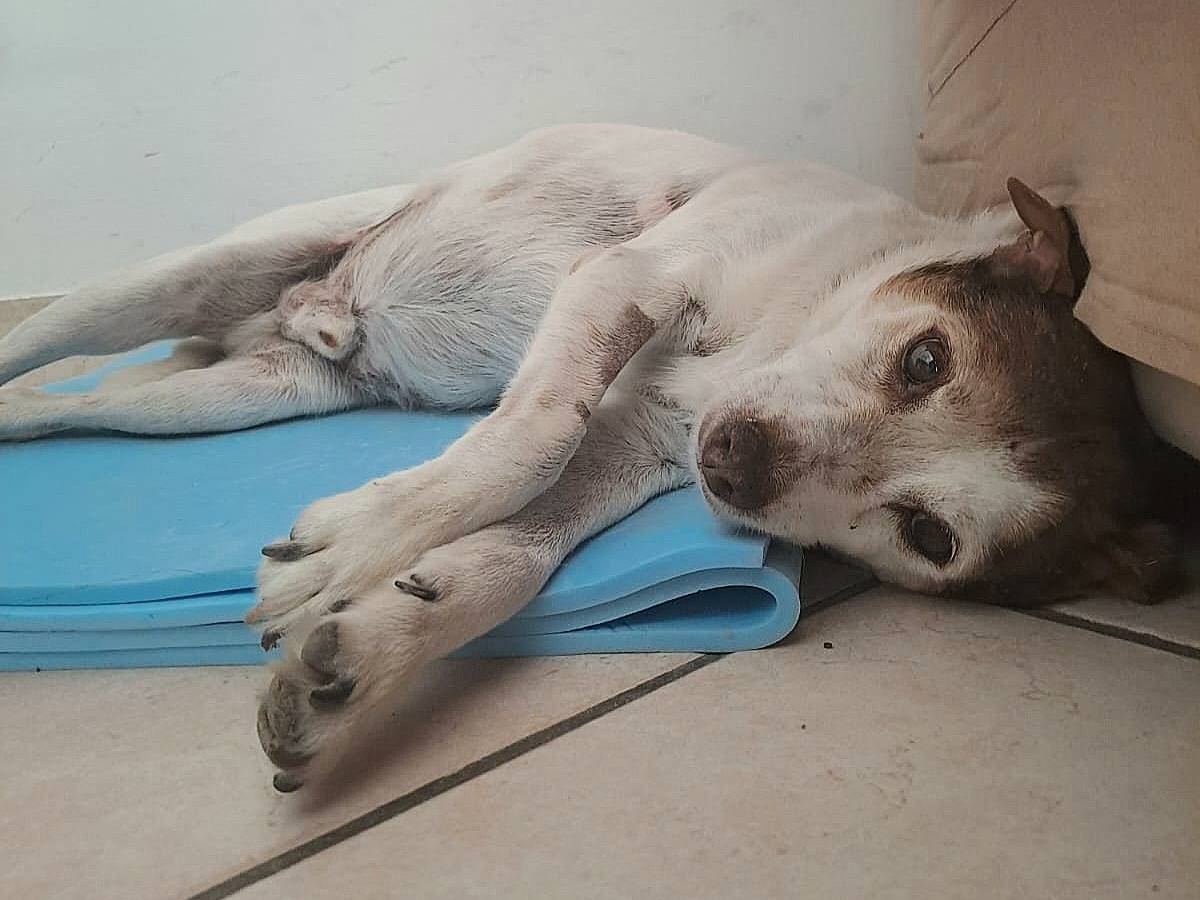 Adotta un cane, taglia piccola, maschio, Teramo