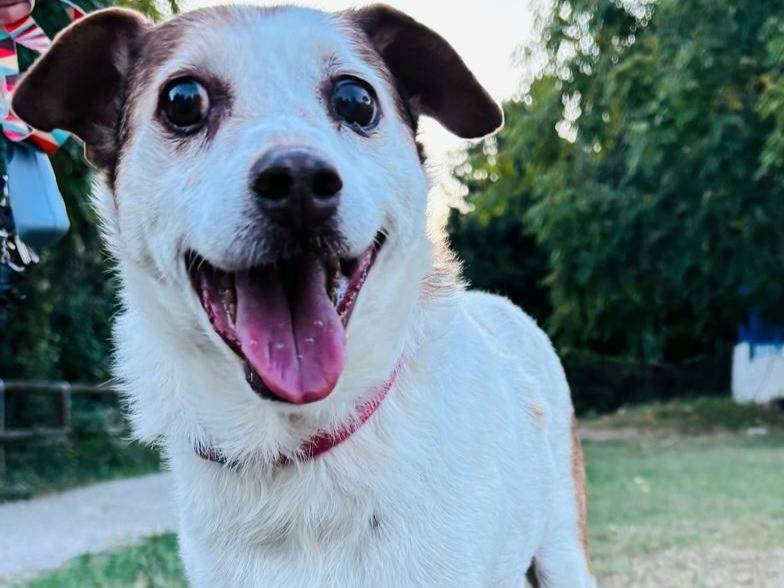 Vuoi adottare un cane a Teramo?