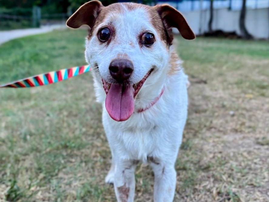 Adotta il cane Pupo a Teramo