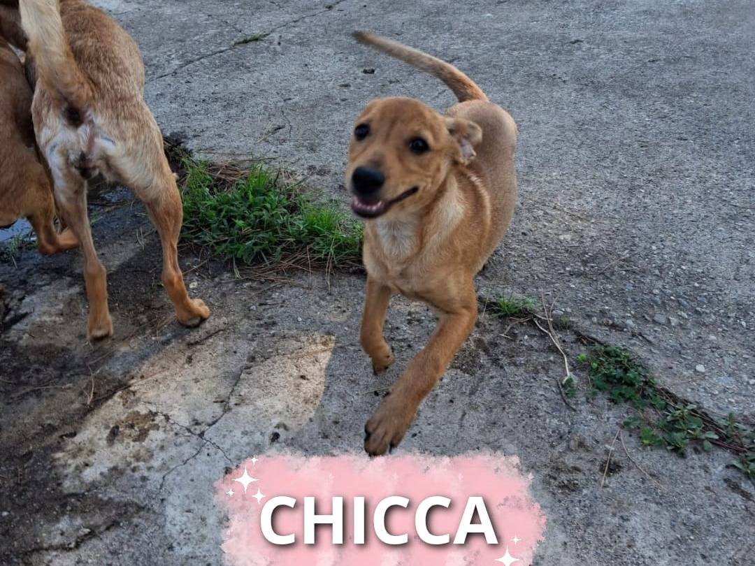 Adozione cane, femmina, Razza sconosciuta Razza sconosciuta, 4 mesi, taglia piccola, Crotone