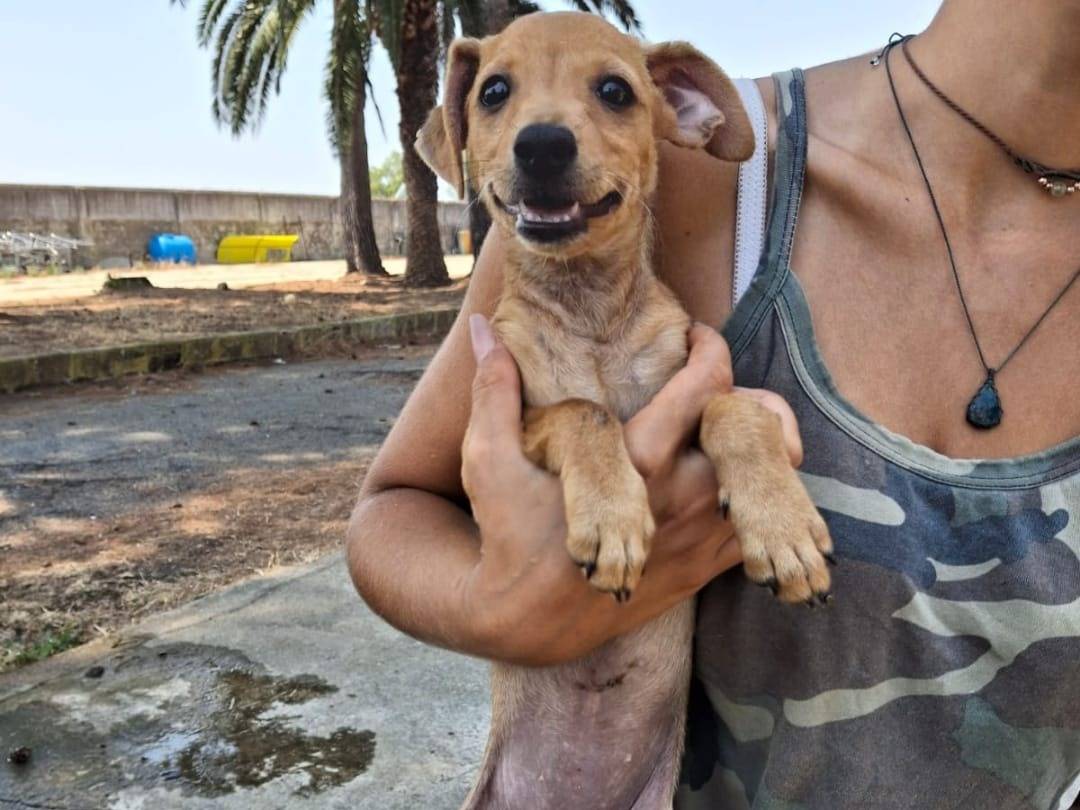 Adotta un cane, femmina, 4 mesi, Crotone