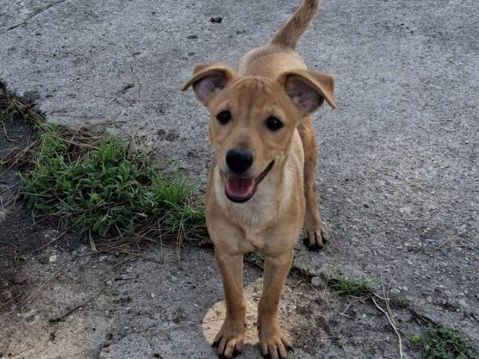 Adotta un cane, taglia piccola, femmina, Crotone