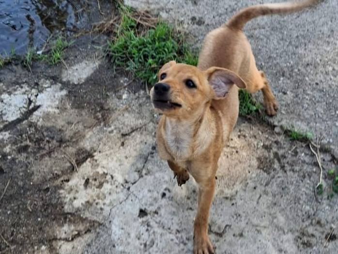 Vuoi adottare un cane a Crotone?