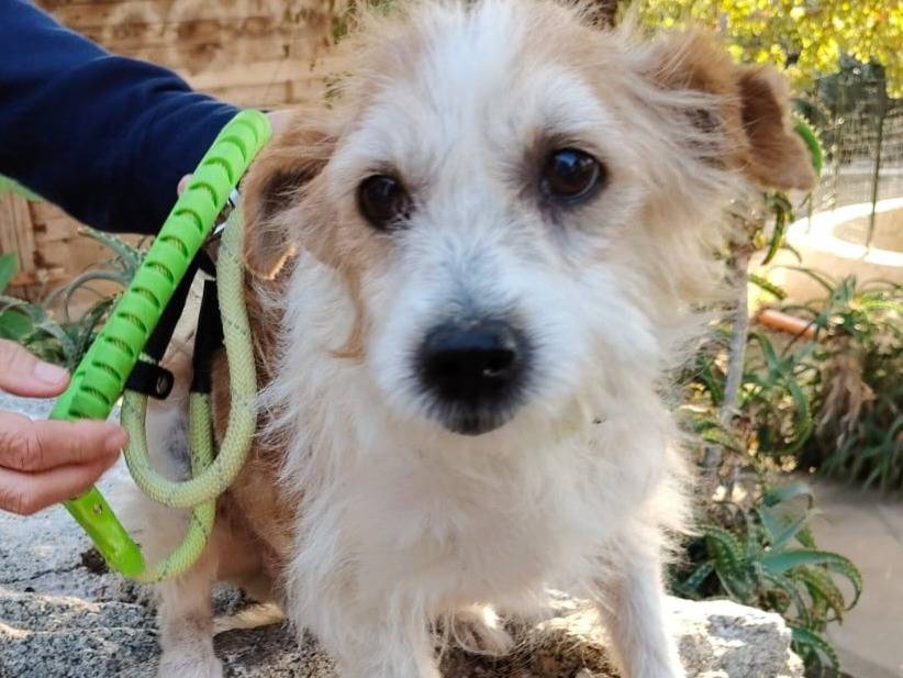 Adozione cane, maschio, Razza sconosciuta Razza sconosciuta, 4 anni e 8 mesi, taglia piccola, Milano