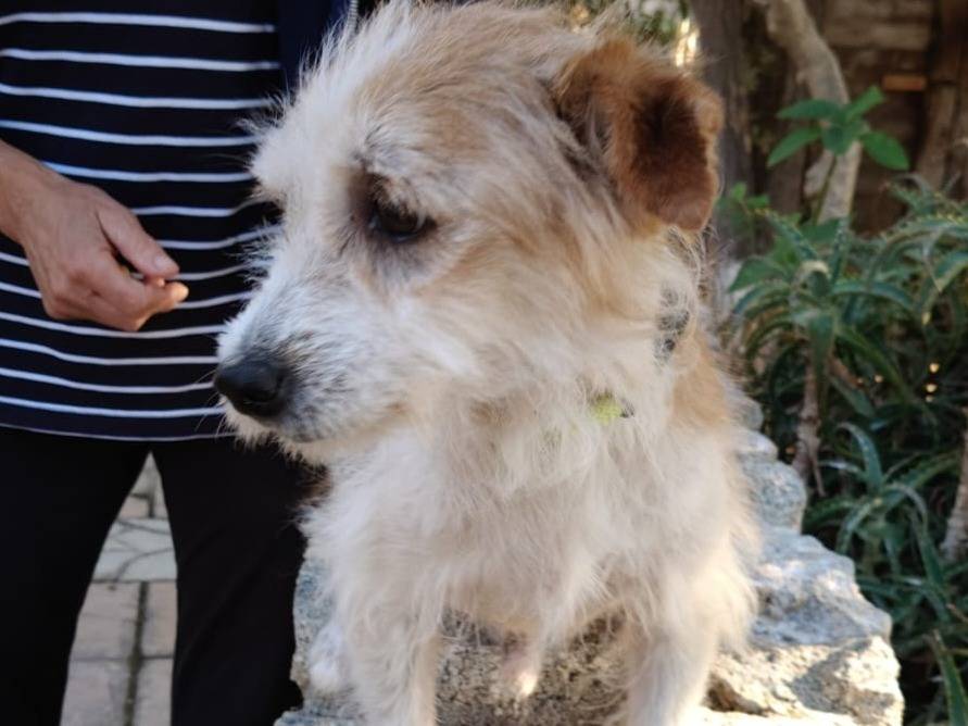 Adotta un cane, maschio, 4 anni e 8 mesi, Milano